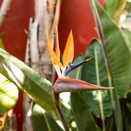 Gospodarstwo wiejskie La Asomada Del Gato La Laguna (Tenerife)