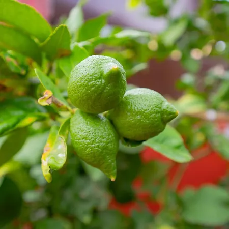 Gospodarstwo wiejskie La Asomada Del Gato *