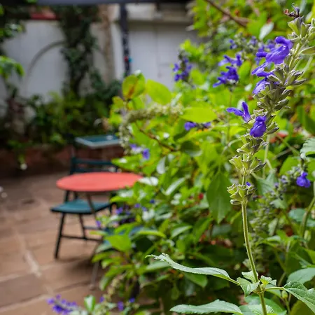 La Asomada Del Gato La Laguna (Tenerife)