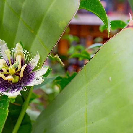 La Asomada Del Gato * La Laguna (Tenerife)