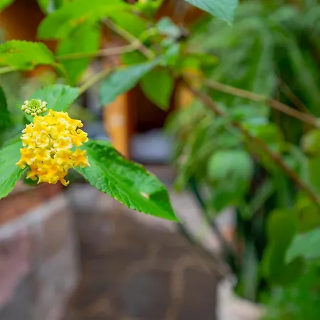 La Asomada Del Gato Gospodarstwo wiejskie La Laguna (Tenerife)