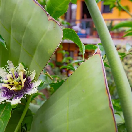 La Asomada Del Gato *