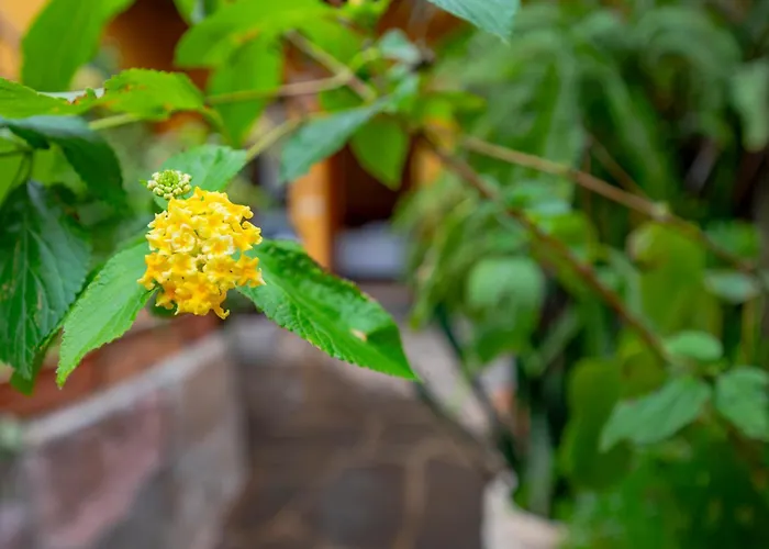 La Asomada Del Gato בית כפרי לה לגונה