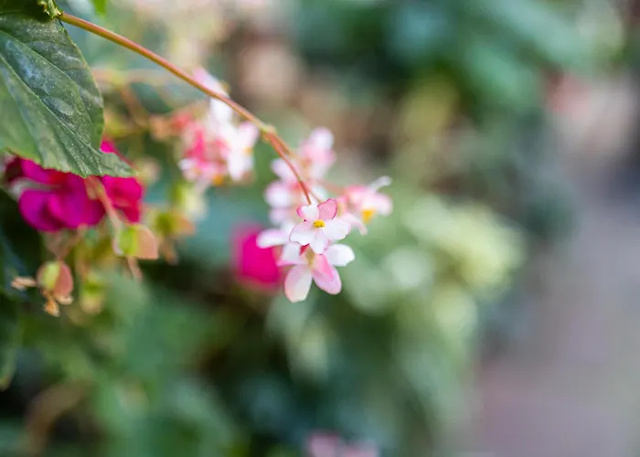 La Asomada Del Gato Летний дом Сан-Кристобаль-де-Ла-Лагуна