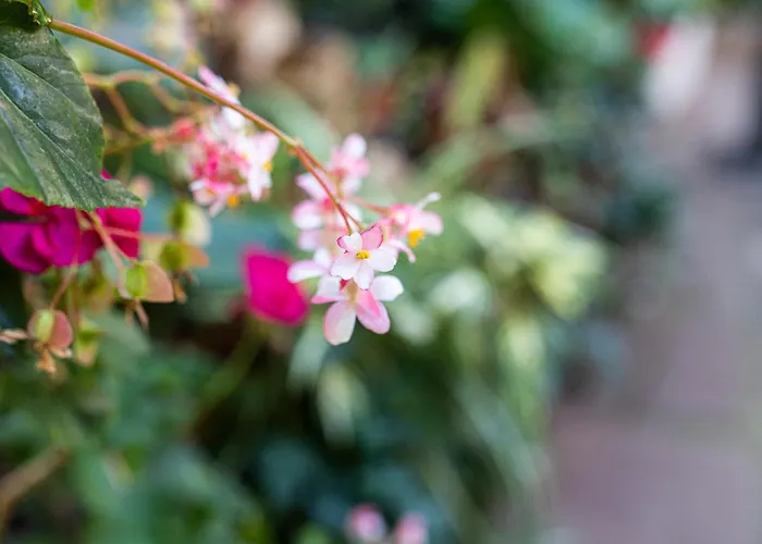 La Asomada Del Gato Сан-Кристобаль-де-Ла-Лагуна