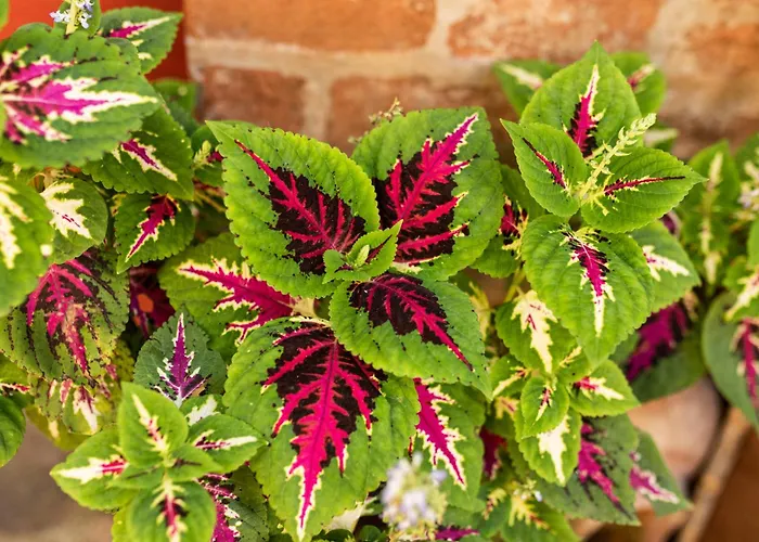 La Asomada Del Gato * Сан-Кристобаль-де-Ла-Лагуна