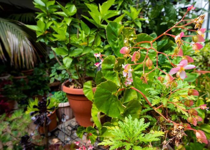 La Asomada Del Gato Летний дом *