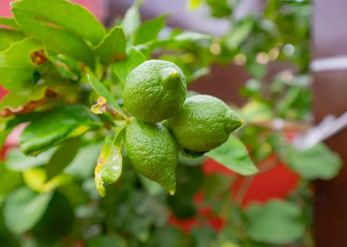 Летний дом La Asomada Del Gato *