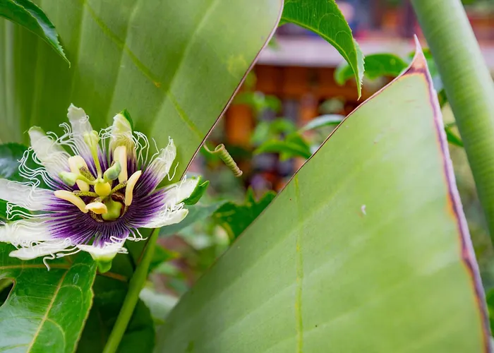 La Asomada Del Gato * Сан-Кристобаль-де-Ла-Лагуна