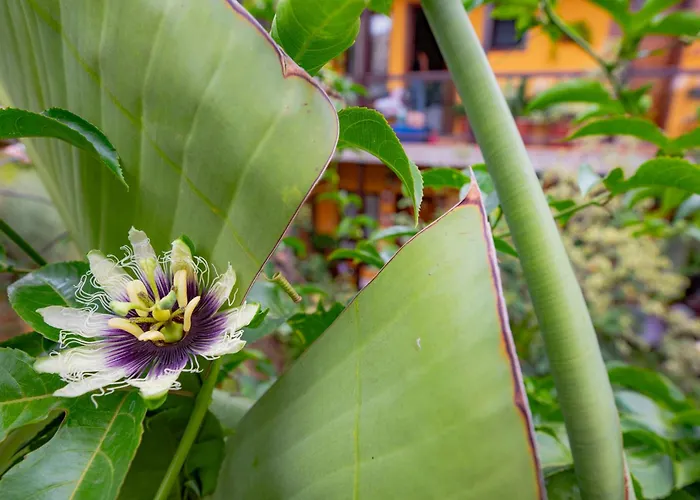 La Asomada Del Gato *